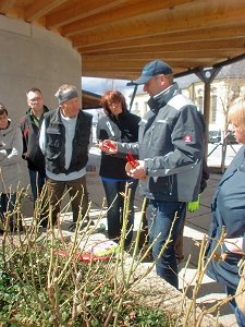 Rosenschnittkurs 2013