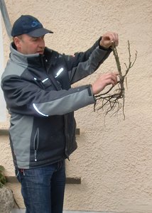Rosenschnittkurs 2013
